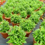 Budleja Dávidova (Buddleja Davidii) ‘LITTLE RUBY BUTTERFLY CANDY’® - výška 20-30 cm, kont. C2L